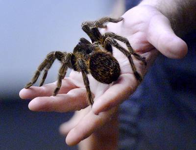 Немецкая полиция задержала гигантского паука