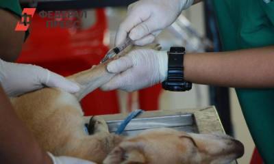 В России будут производить вакцину от коронавируса для животных
