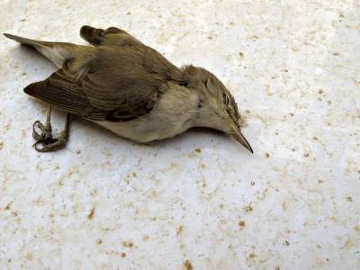 На территории США и Мексики обнаружили сотни тысяч мертвых птиц