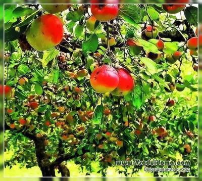 Яблони – посадка выращивание и уход, сорта и обрезк А от А до Я