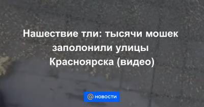 Нашествие тли: тысячи мошек заполонили улицы Красноярска (видео)