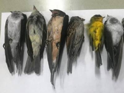 В США ученые пытаются понять причину массовой гибели перелетных птиц