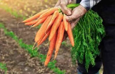 Простой способ хранения, который поможет морковке оставаться свежей осень и зиму