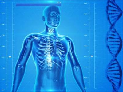 Ученые выяснили, как влияет стресс на состояние костей человека