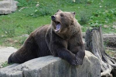 Специалисты отпугнули медведей от плюсской деревни