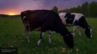 Ученые нашли способ улучшить гены домашнего скота
