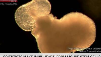 В Японии ученые создали сердце из стволовых клеток мышей