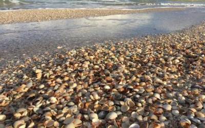 Бархатный сезон на Азовском море омрачили ядовитые существа (фото)