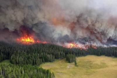 В Госдуму внесли новый законопроект о борьбе с лесными пожарами