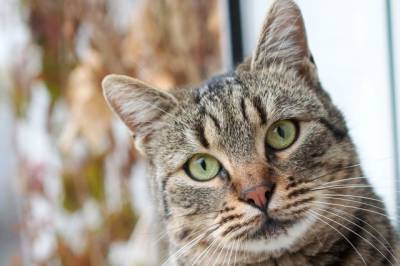 Депутат МГД Козлов сообщил об открытии продухов в подвалах для кошек