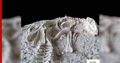 В Китае обнаружили новый вид «вечно спящих» динозавров
