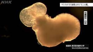Японские ученые впервые вырастили настоящее сердце