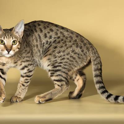 В Пулково прибыла кошка породы саванна, считающаяся самой дорогой в мире