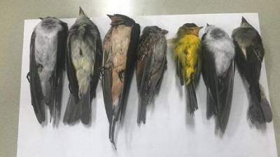Сотни тысяч птиц найдены мертвыми: в США начался необъяснимый мор птиц (ФОТО)
