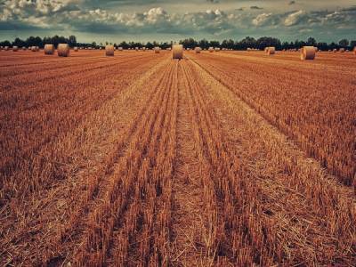 Около 1,5 млн тонн зерна собрали в Нижегородской области