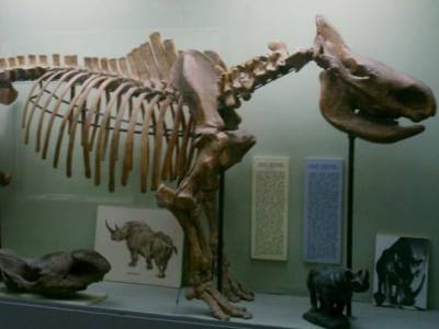 В Китае нашли окаменелости млекопитающих возрастом 25 миллионов лет
