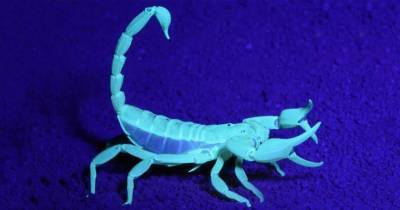 Австралия страдает от нашествия скорпионов по вине человека