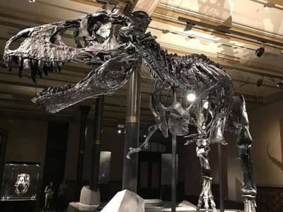 В Китае обнаружили останки погребенных заживо динозавров