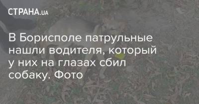 В Борисполе патрульные нашли водителя, который у них на глазах сбил собаку. Фото