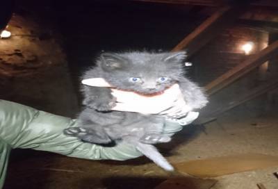 Спасатели "Кошкиспаса" достали котенка, упавшего в щель на крыше дома в центре Петербурга