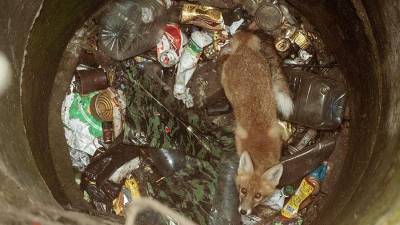 В Ленобласти спасли лису из колодца с мусором