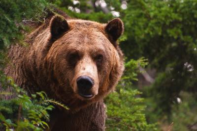 В Бурятии медведь выбежал из леса на звук автомобиля