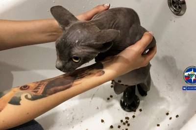 Застряла в ванной: спасатели достали кошку из сливной трубы