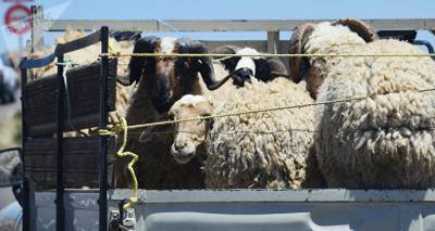 Резкий рост экспорта овец и коз из Армении – Пашинян обнародовал данные