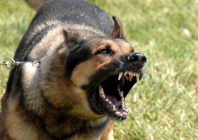 Около 200 тыс. собак в Чехии не привиты от бешенства