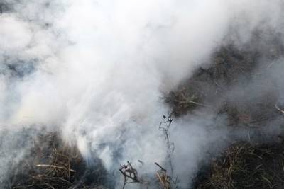 Жителей Башкирии предупредили о чрезвычайном классе пожароопасности
