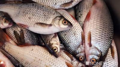 Топ-менеджерам «рыбного» МУП в Челябинской области огласили приговор за хищение продукции
