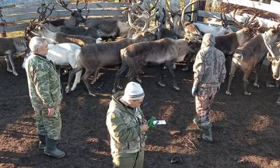 На Ямале 76 процентов оленей привили от сибирской язвы