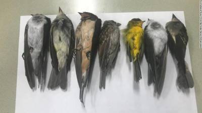 В США по неизвестным причинам погибли сотни тысяч птиц - Cursorinfo: главные новости Израиля