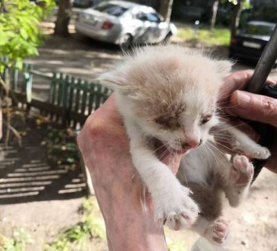 Спасатели освободили котёнка, который застрял под обшивкой дома