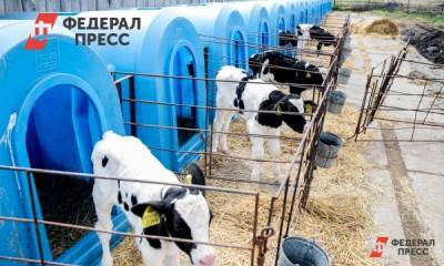 В новосибирском селе построят роботизированную молочную ферму