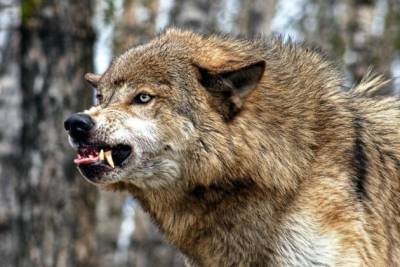 Охотники попросили вместо Читы сдавать шкуры волков в районах из-за трат на дорогу