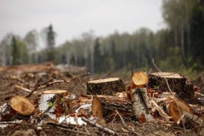 Незаконные рубки леса в Забайкалье за год сократились на четверть