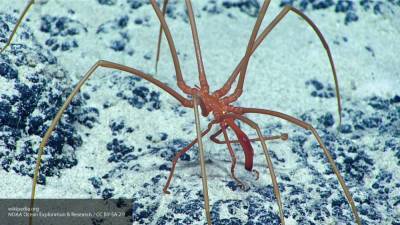 Антарктические морские пауки удивили ученых своей невероятной адаптивностью