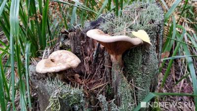 На Урале семь человек отравились грибами