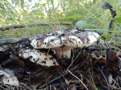 В Башкирии 20 человек отравились грибами