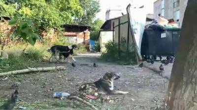 В Златоусте несколько лет не могут решить проблему с вольерами для бездомных собак