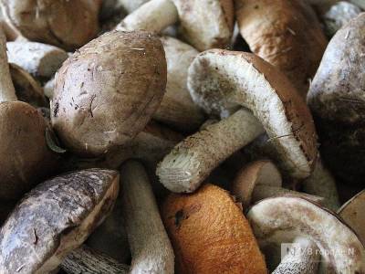 13 нижегородцев отравились грибами с начала 2020 года: один из пострадавших умер