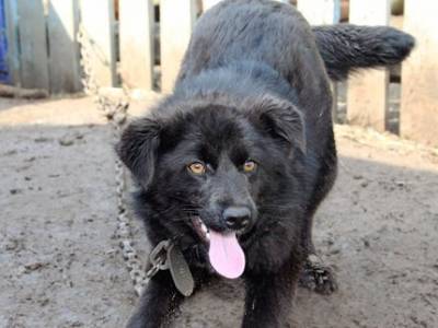 В Башкирии спасли попавшую в беду собаку
