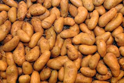 Украина может запретить российскую картошку