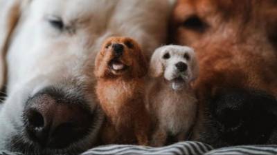 Фотогалерея: Мини-копии домашних животных из войлока