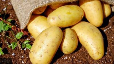 Украина решила отказаться от российского картофеля