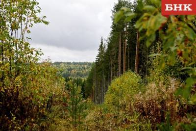Вырубить, посадить, ухаживать и защищать: как в Коми заботятся о сохранности лесов