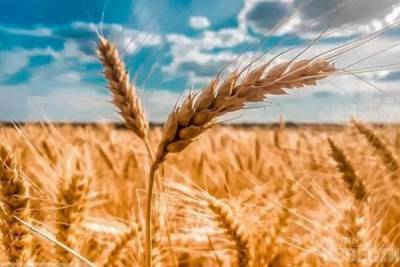 Курские аграрии получили более 1,5 млрд рублей господдержки