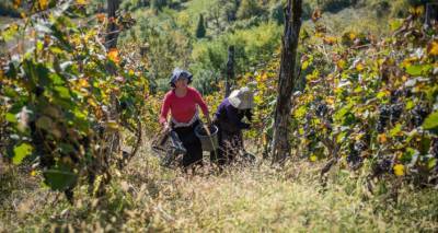 "Ртвели- 2020": грузинские фермеры ежедневно сдают более 10 тонн винограда