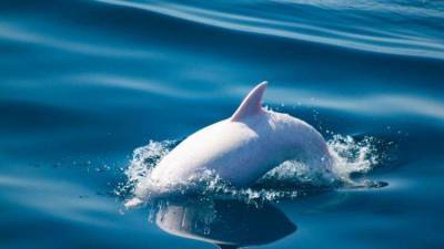 Большой “кэш”: в ГД объяснили проволочки с запретом на отлов дельфинов